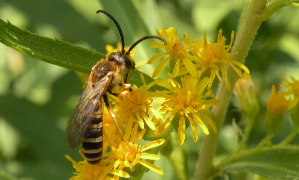 Faccia da Halictus